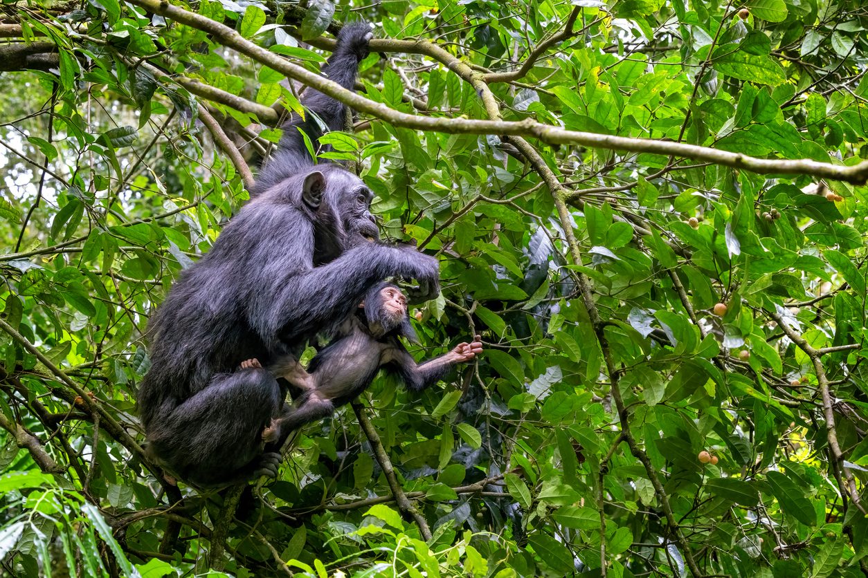 Monkeys banned from eating bananas at Devon zoo, The Independent