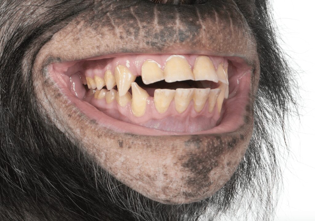 chimpanzee teeth skeloton