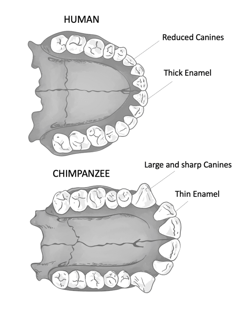 chimpanzee dental formula