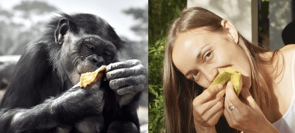 Comparing a human eating fruit with a chimpanzee eating fruit