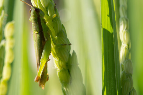 Insects have adapted to eat grains