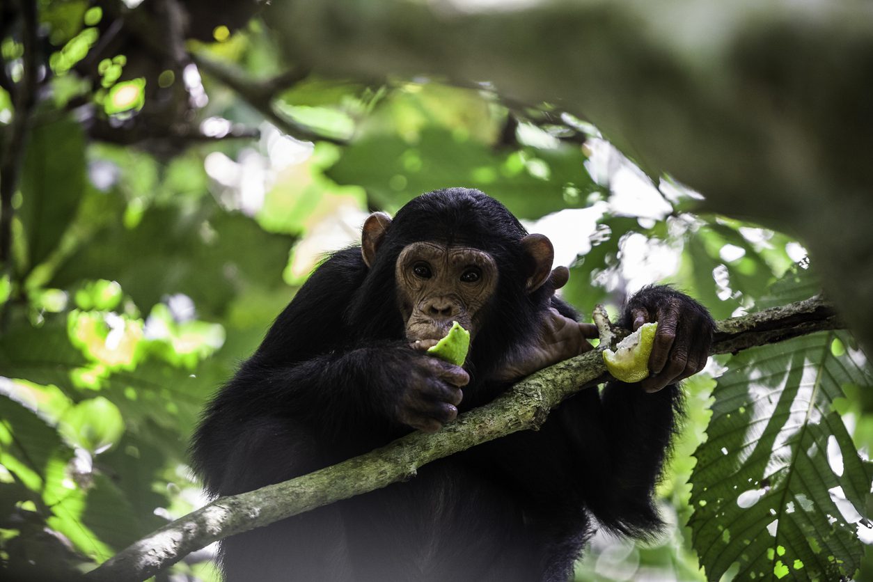 What Chimpanzees Actually Eat: About Fruits, Meat, and Protein