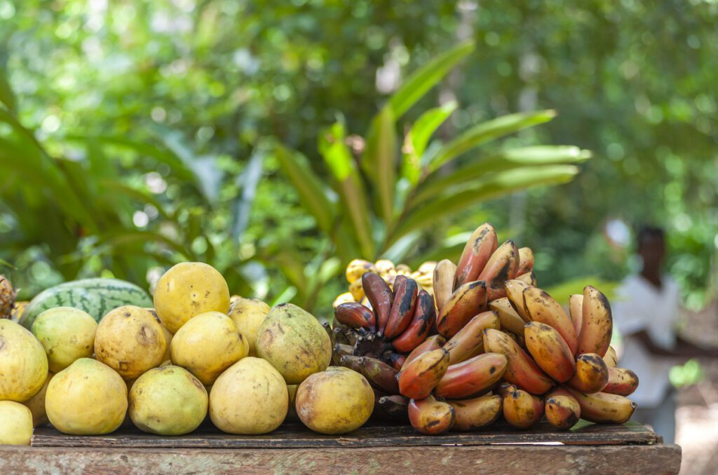 UK's Paignton Zoo bans monkeys from eating bananas for health