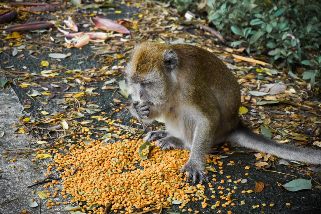 UK's Paignton Zoo bans monkeys from eating bananas for health