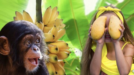 Humans obligatorily need vitamin C from fruit