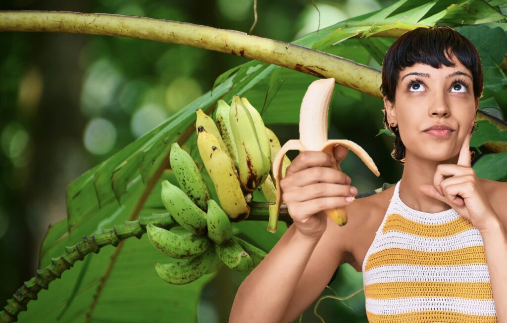 Humans are tropical frugivores