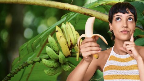 Humans are tropical frugivores