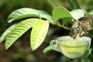 Collage of guava leaf and guava leaf tea