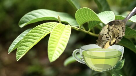 Collage of guava leaf and guava leaf tea