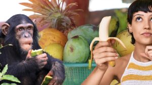 Humans are frugivores