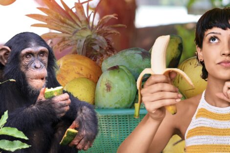 Humans are frugivores