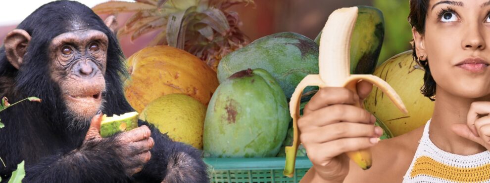 Humans are frugivores