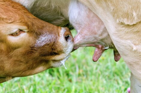 Milk of another species is not evolutionary food of humans