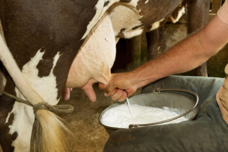 Home made dairy. High-quality dairy is still not optimal for humans.